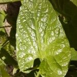 Aristolochia paucinervis Blad