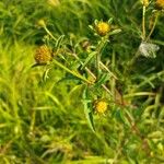 Bidens tripartita Blomma