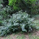 Ptelea trifoliata Агульны выгляд