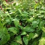 Persicaria amplexicaulis Habit