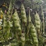 Erythrina falcata Fruitua
