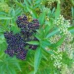 Sambucus ebulusFruit