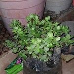 Portulacaria afraLeaf