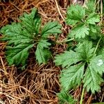 Potentilla thuringiaca पत्ता