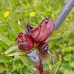 Gentiana purpureaFlor