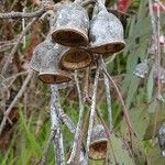 Eucalyptus caesia 果