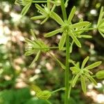 Ornithogalum pyrenaicumᱵᱟᱦᱟ