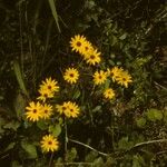 Helianthus atrorubens Habitus