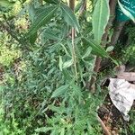 Lithraea molleoides Hoja