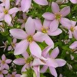 Sabatia angularis Floare