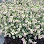 Origanum scabrum Flower