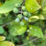 Ligustrum obtusifolium 果實