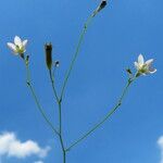 Wahlenbergia linarioides Habitus