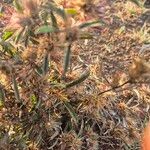 Dicoma tomentosa Leaf