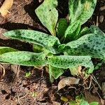 Ledebouria kirkii Folha