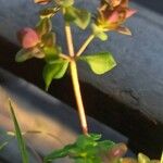 Origanum majorana Otro