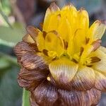 Trifolium badium Çiçek
