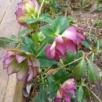 Helleborus orientalis Vivejo