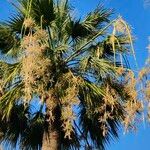 Washingtonia filifera Цвят