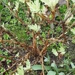 Hydrangea quercifolia Habit