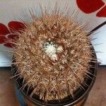 Melocactus intortus Leaf