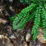 Asplenium trichomanes-ramosum অভ্যাস