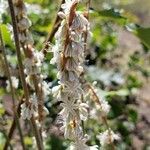 Eriogonum racemosum Blomma