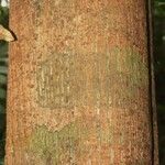 Tachigali richardiana Corteza