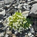 Cerastium alpinumफूल