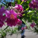 Chilopsis linearis Blüte