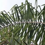 Attalea maripa Folha