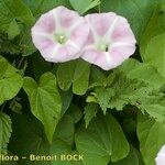 Calystegia × pulchra Άλλα