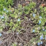 Glandora prostrata 形態
