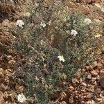 Helianthemum almeriense Habit