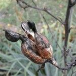 Yucca arkansana Fruit