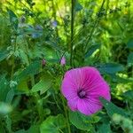 Malva trimestrisFlower