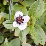 Cornus suecica Flower