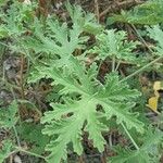 Pelargonium odoratissimum 葉