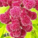 Amaranthus caudatus Blüte