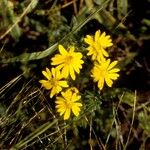 Chrysopsis mariana Flower