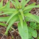 Fritillaria camschatcensis Habitus