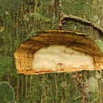Celtis mildbraedii Rinde