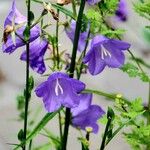 Campanula persicifolia 整株植物