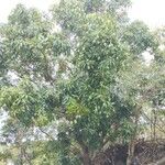 Mangifera indica 果實