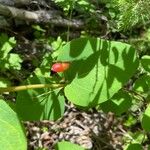 Lonicera canadensis Leaf