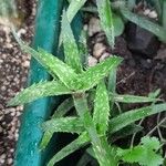 Aloe juvenna Leaf