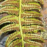 Polystichum lonchitis Плод