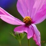 Cosmos bipinnatus Flower