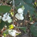 Symphoricarpos albus果實