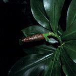 Costus scaber Hostoa